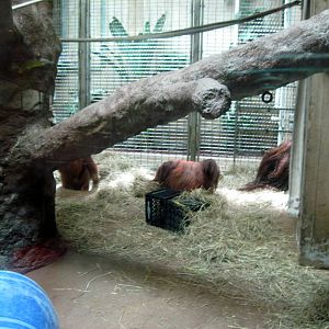 Great Ape House-Bornean Orangutans