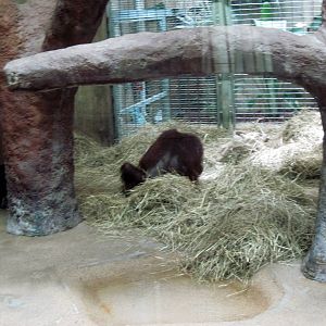 Great Ape House-Bornean Orangutan