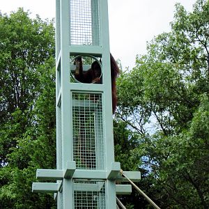 Great Ape House-Bornean Orangutan