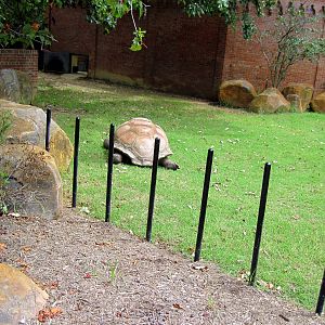 Reptile House-Aldabra Giant Tortoise