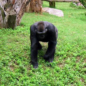 Great Ape House-Eastern Gorilla