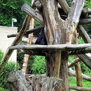 Great Ape House-Eastern Gorilla