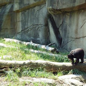 Northern Trek - Sun Bear Exhibit
