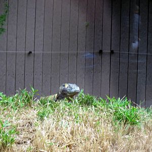 Reptile House-Komodo Dragon