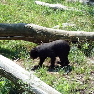 Northern Trek - Sun Bear
