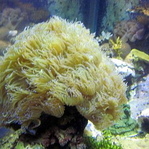 Invertibrate Exhibit-Sea Anemone