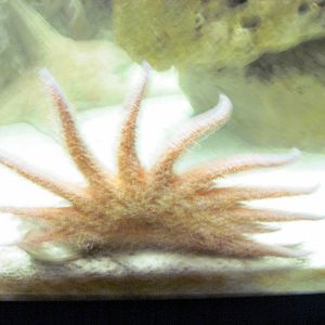 Invertibrate Exhibit-Sea Star