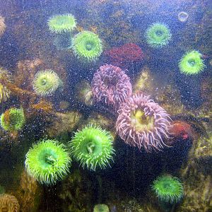 Invertibrate Exhibit-Sea Anemones