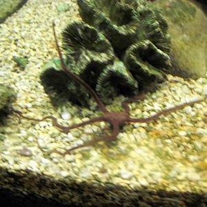 Invertibrate Exhibit-Sea Star