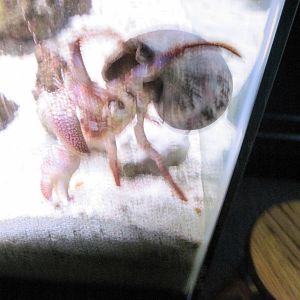 Invertibrate Exhibit-Giant Hermit Crab