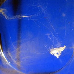 Invertibrate Exhibit-Sea Nettles