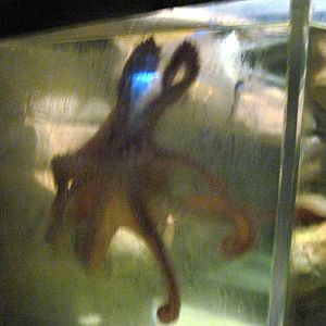 Invertibrate Exhibit-Giant Octopus