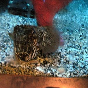 Invertibrate Exhibit-Cuttlefish
