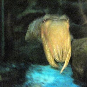 Invertibrate Exhibit-Cuttlefish