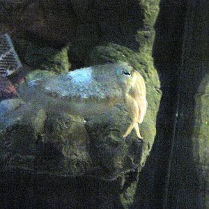 Invertibrate Exhibit-Cuttlefish