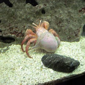 Invertibrate Exhibit-Giant Hermit Crab