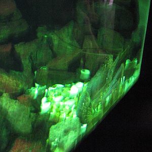 Invertibrate Exhibit-Lobster