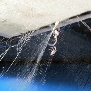 Invertibrate Exhibit-Orb Weaver Spider