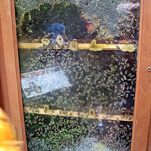 Invertibrate Exhibit-Honey Bees