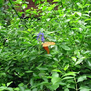 Invertibrate Exhibit-Butterfly