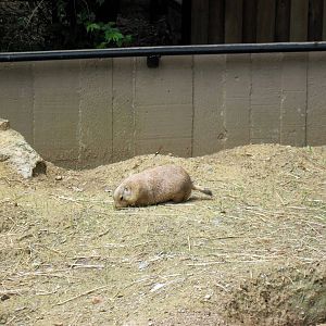 Prairie Dog