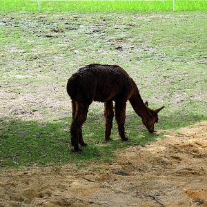 Kids' Farm-Alpaca
