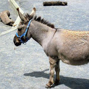 Kids' Farm-Donkey