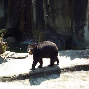 Northern Trek - American Black Bear