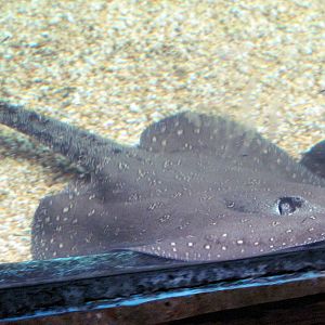 Amazonia-Freshwater Stingray