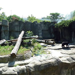 Northern Trek - American Black Bear Exhibit
