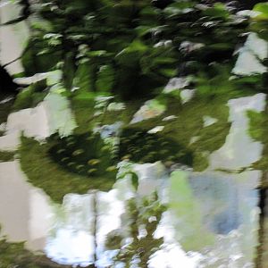 Amazonia-Freshwater Stingray