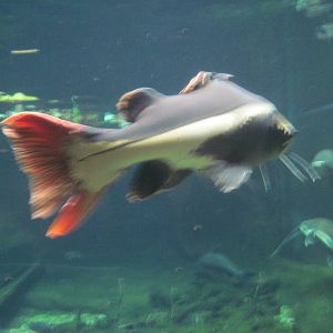 Amazonia-Redtail Catfish