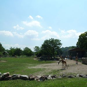 African Savanna - Masai Giraffe Exhibit