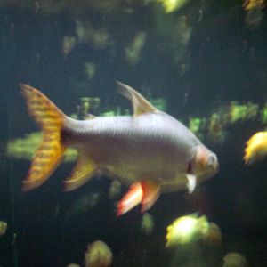 Amazonia-Flag-tailed Prochilodus