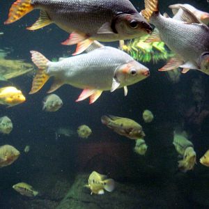 Amazonia-Flag-tailed Prochilodus