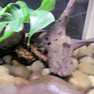 Amazonia-Rainbow Boa