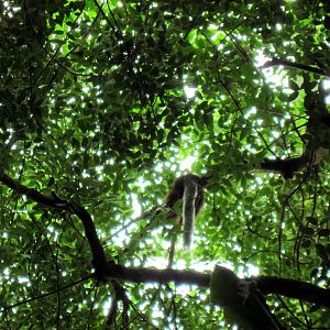 Amazonia-Titi Monkey