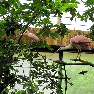Amazonia-Roseatte Spoonbills