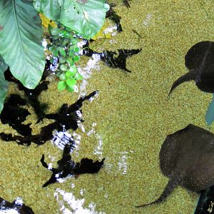 Amazonia-Freshwater Stingrays