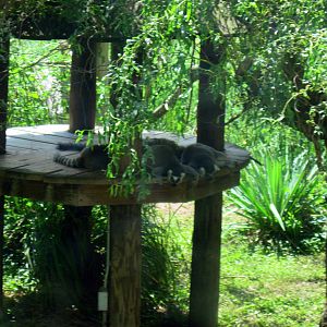 Lemur ISland-Ring-tailed Lemurs