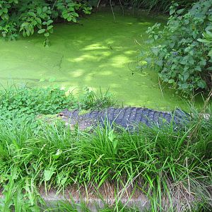 Reptile House-American Alligator