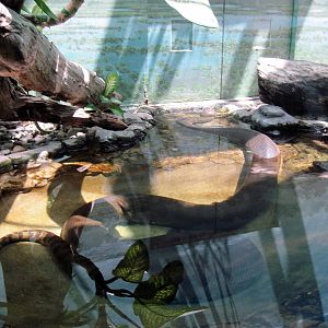 Reptile House-Green Anaconda