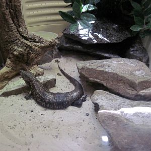 Reptile House-Madagascan Plated Lizard