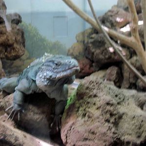 Reptile House-Cayman Island Blue Iguana