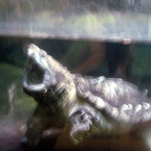 Reptile House-Alligator Snapping Turtle