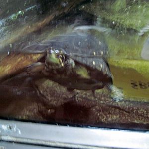 Reptile House-Spotted Turtle