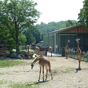African Savanna - Masai Giraffe Exhibit