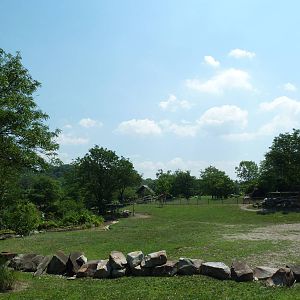 African Savanna - Masai Giraffe Exhibit
