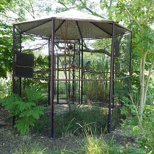 African Savanna - Grey Parrot Exhibit