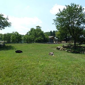African Savanna - Slender-Horned Gazelle/Ostrich Exhibit